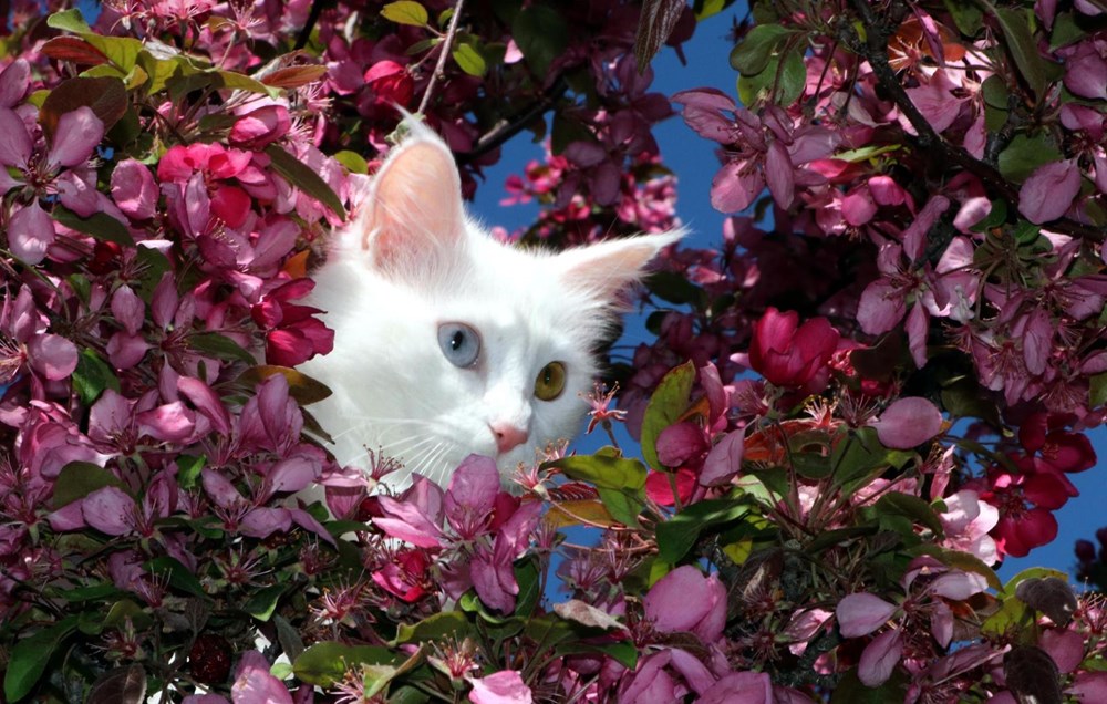 Helsinki Üniversitesi'nin 'Van kedisi' araştırmasına tepki: Bu unvanı asla kabul etmiyoruz - 5