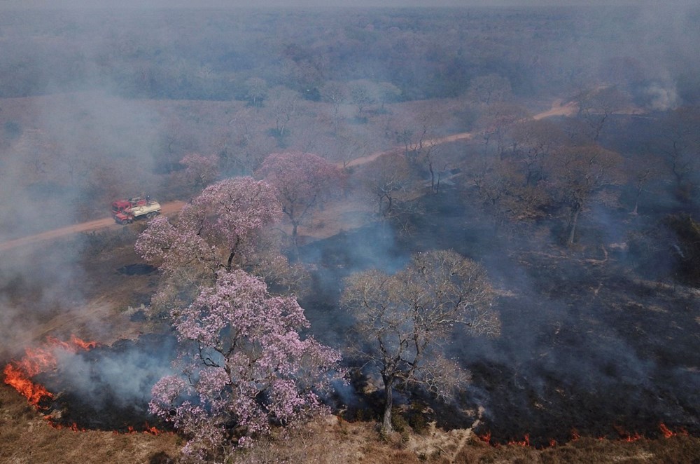 Brezilya’da vahşi yaşamı kurtarmak için yangınla kıyasıya yarış - 1