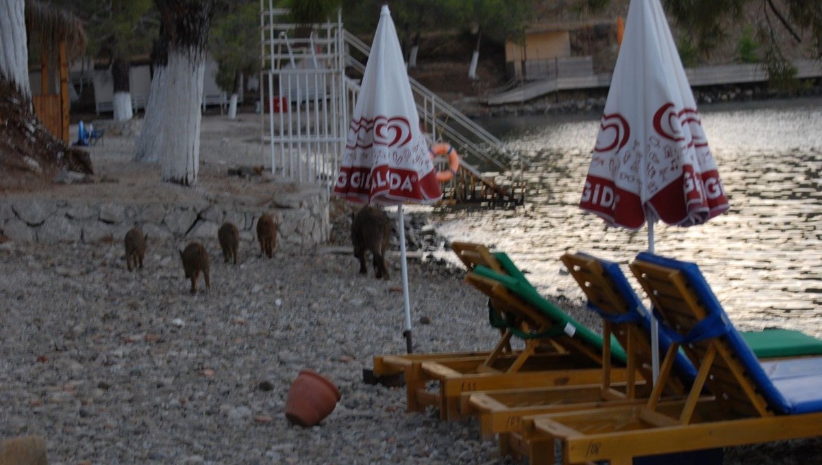 Muğla'da domuz yavruları plaja indi! Tatilciler şaştı kaldı