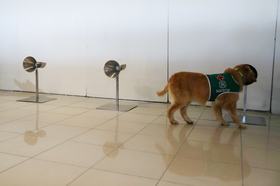 Şili’deki havalimanında Covid-19’a karşı mücadelede köpekler işbaşında - 3