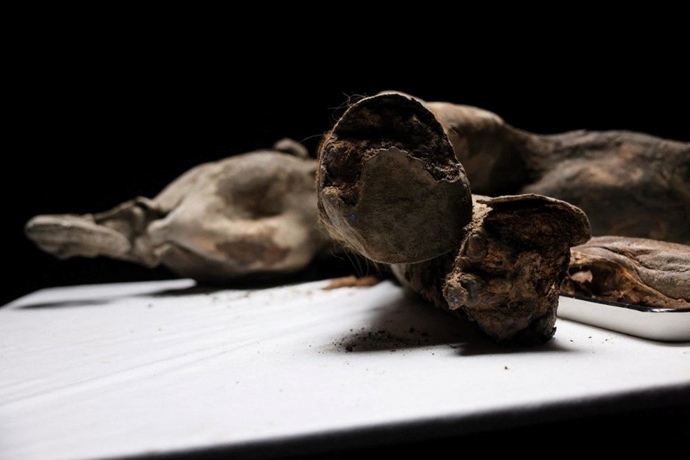 Türünün tek örneği: 130 bin yıllık yavru mamut bulundu! - 5