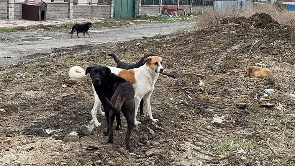 Sokak köpekleri kanun teklifi hazır: Uyutma seçeneği için yeni karar - 3