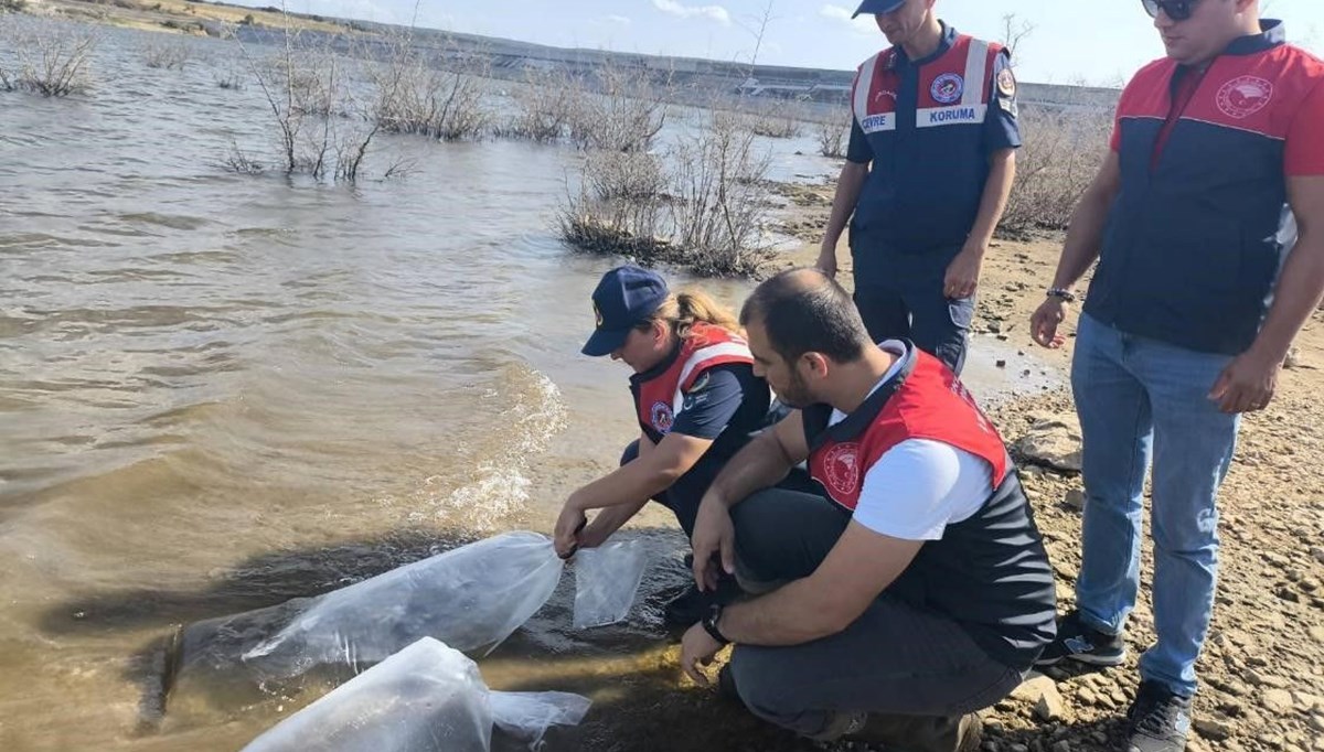 Pınarhisar'da barajlara balık bırakıldı Pınarhisar'da barajlara balık bırakıldı