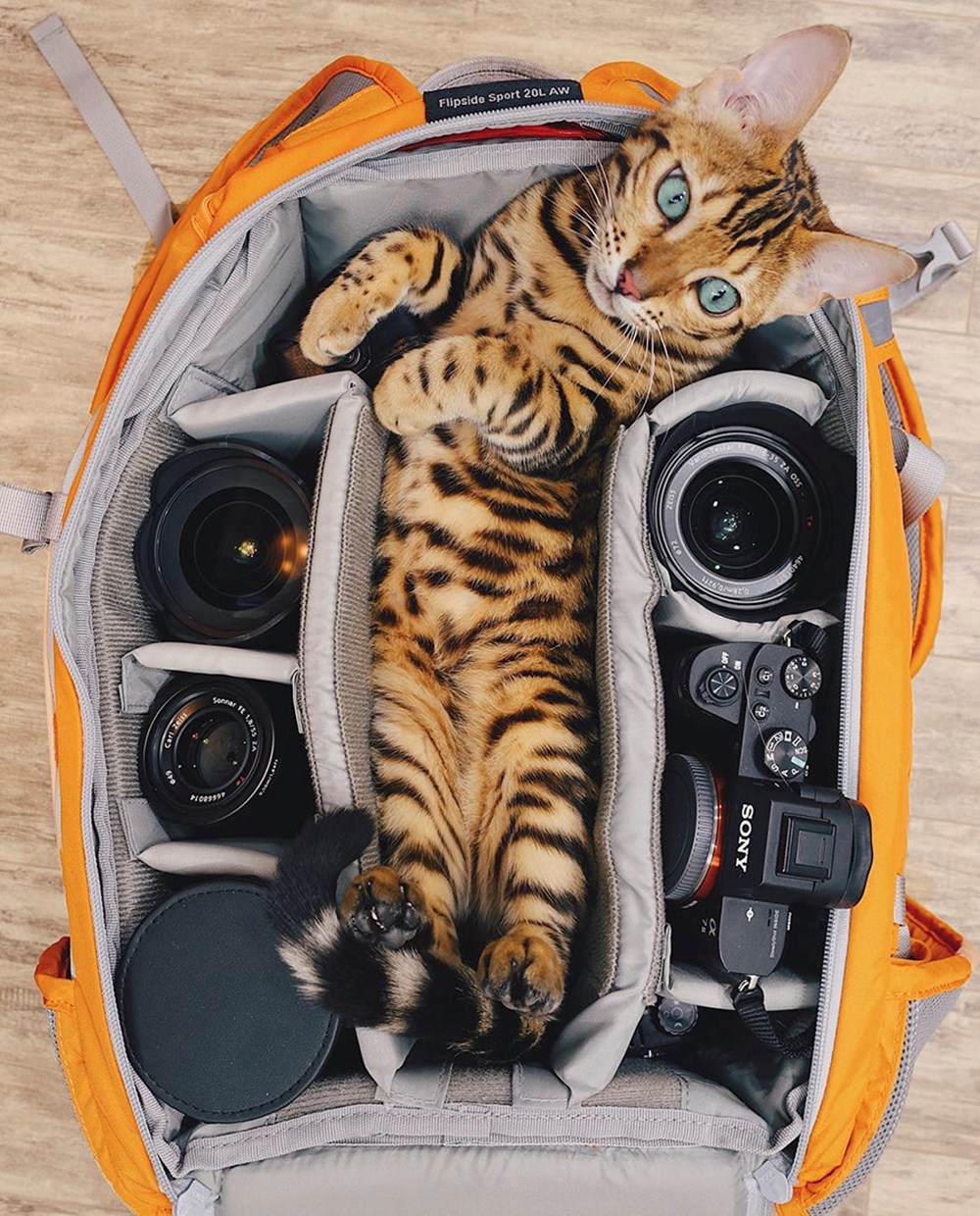Karşınızda hepimizden daha çok seyahat eden kedi (Sosyal medyanın yeni