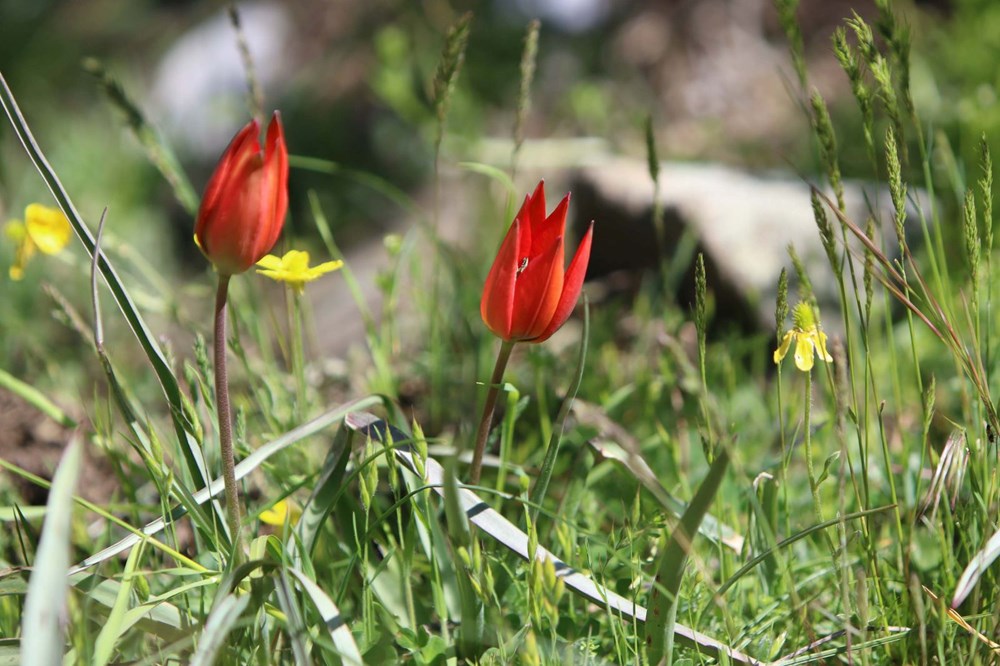 Yalnızca 10 gün canlı kalabiliyor: Koparmanın cezası 557 bin TL 73