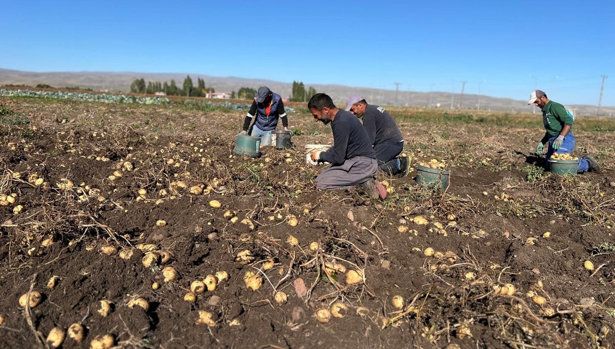 Kışlık patates hasadı başladı