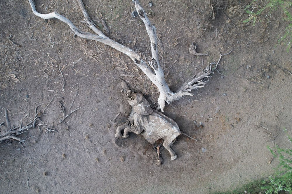 Kenya'da son 40 yılın en şiddetli kuraklığı: Nesli tükenmekte olan hayvanlar art arda ölüyor - 2