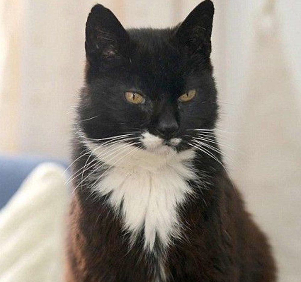 Dünyanın en yaşlı kedisi Rubble 31 yaşında hayatını kaybetti NTV