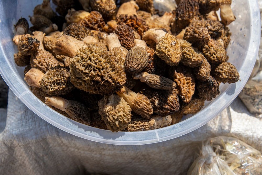 Höbelek: Mide ve Bağırsak Dostu Şifalı Bitki 74 9 ESUmeFhE 9r6HQ8nnbrg