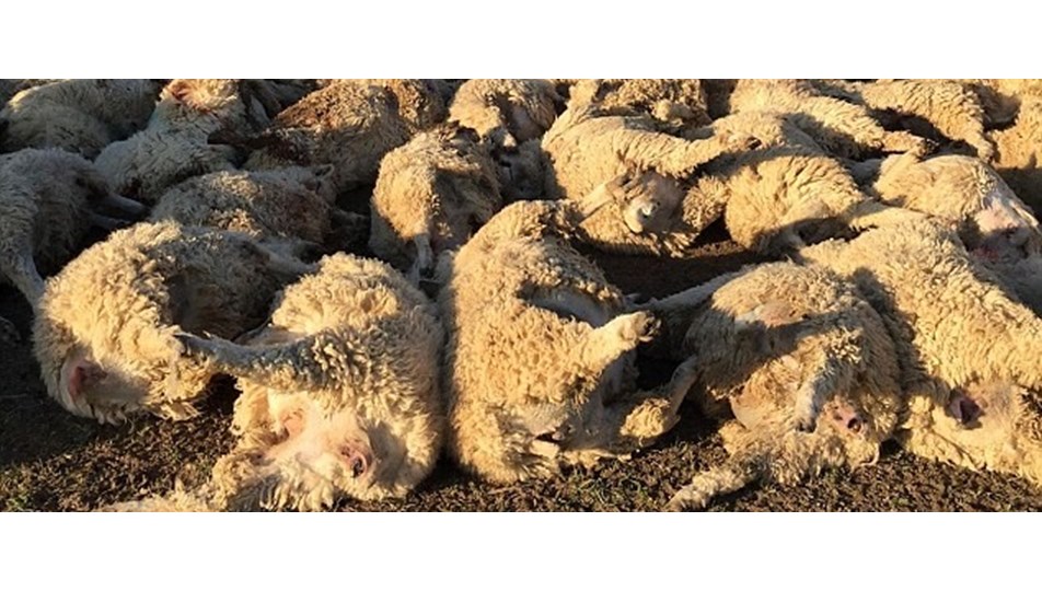 116 koyun stresten öldü