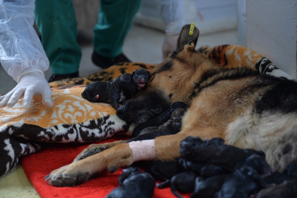 Mersin'de bir köpek sezaryenla 16 yavru doğurdu - 3