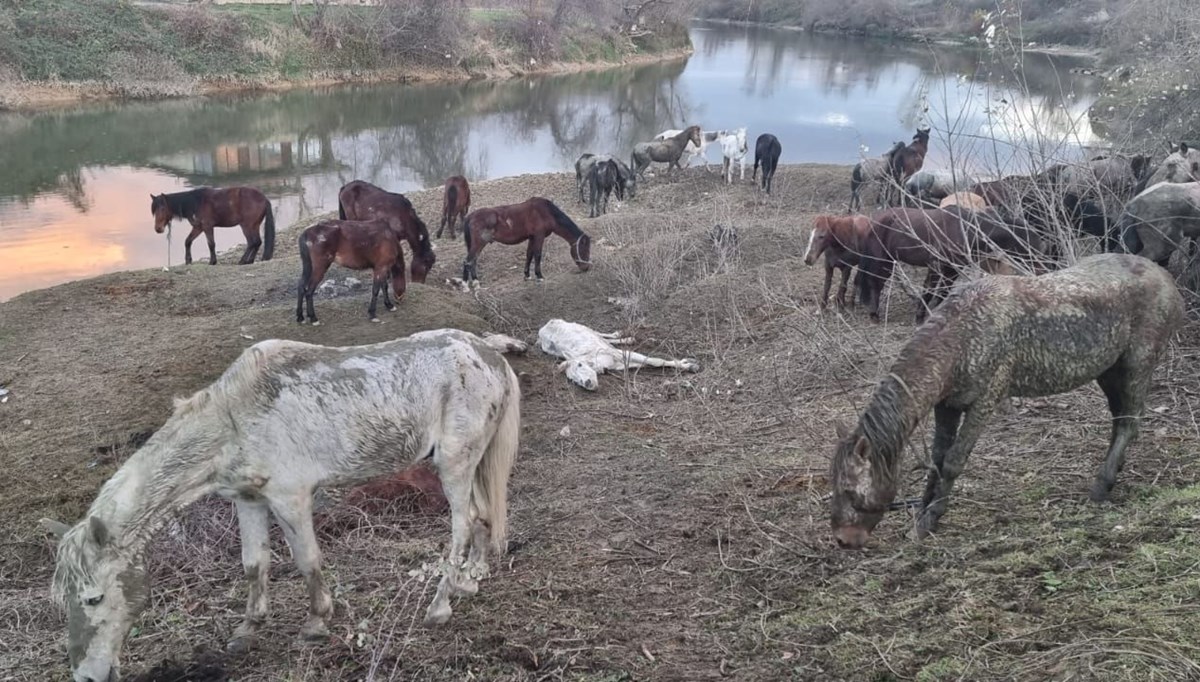 Jandarma Sakarya Nehri kenarında bulunan 40 ata el koydu