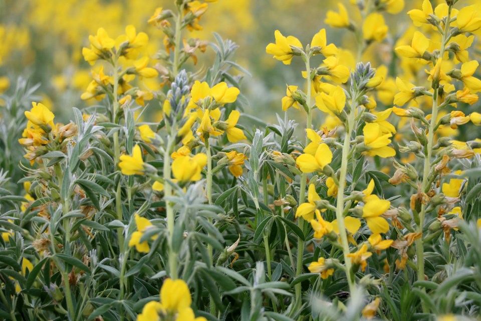 'Eber sarısı' çiçeğini koparana 109 bin lira ceza - 1