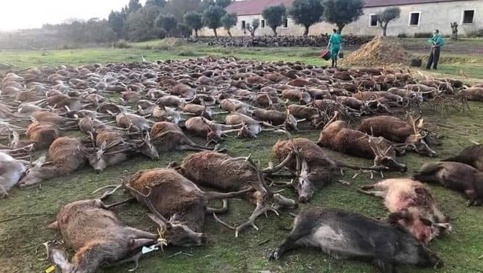 Portekiz’de katliam: 540 vahşi geyik iki günde öldürüldü