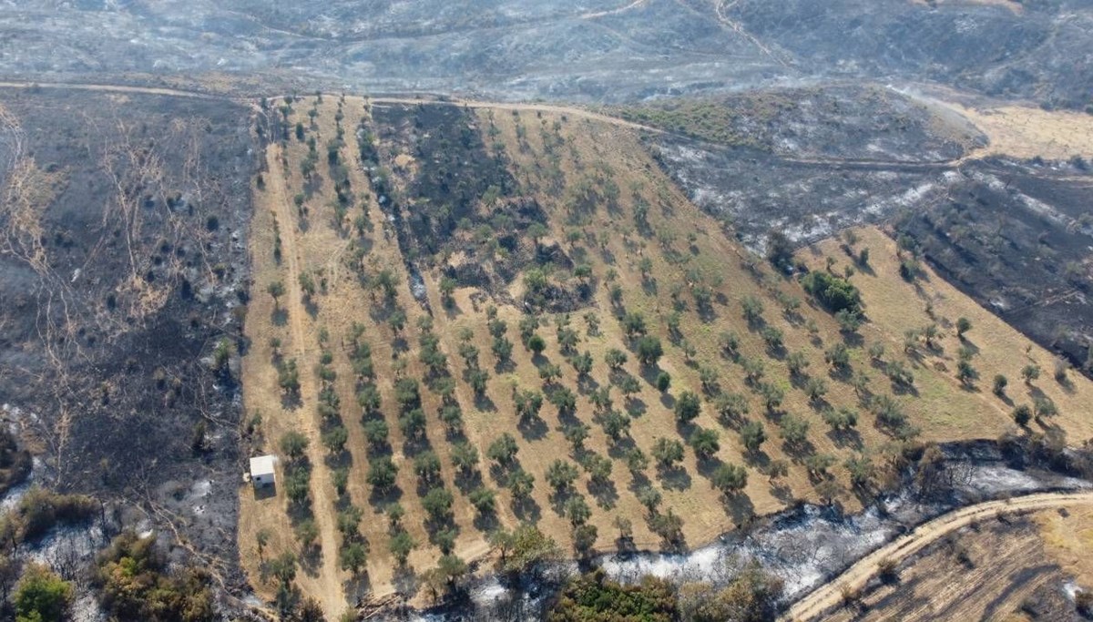 Çanakkale orman yangınında şaşırtan görüntü: Sadece o alan yanmadı