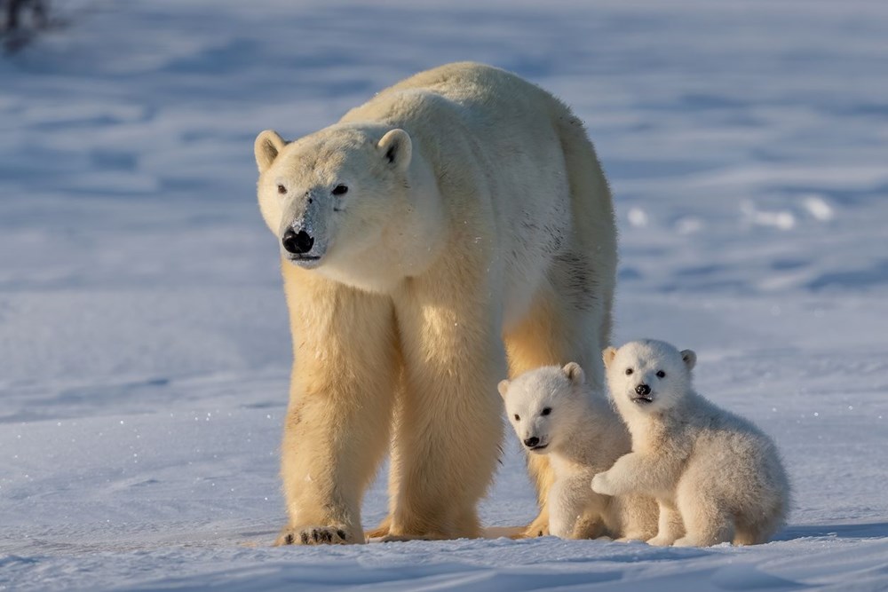 Bilim insanlarından umutlandıran keşif: İklim değişikliğine adapte olmayı başaran bir kutup ayısı topluluğu keşfedildi - 7
