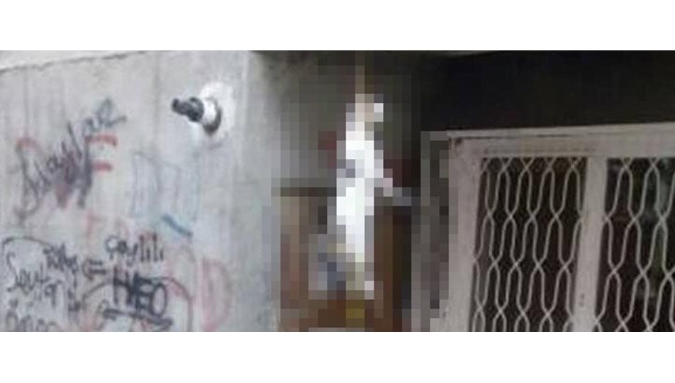 Tokat'ta iple asılarak öldürülmüş kedi bulundu