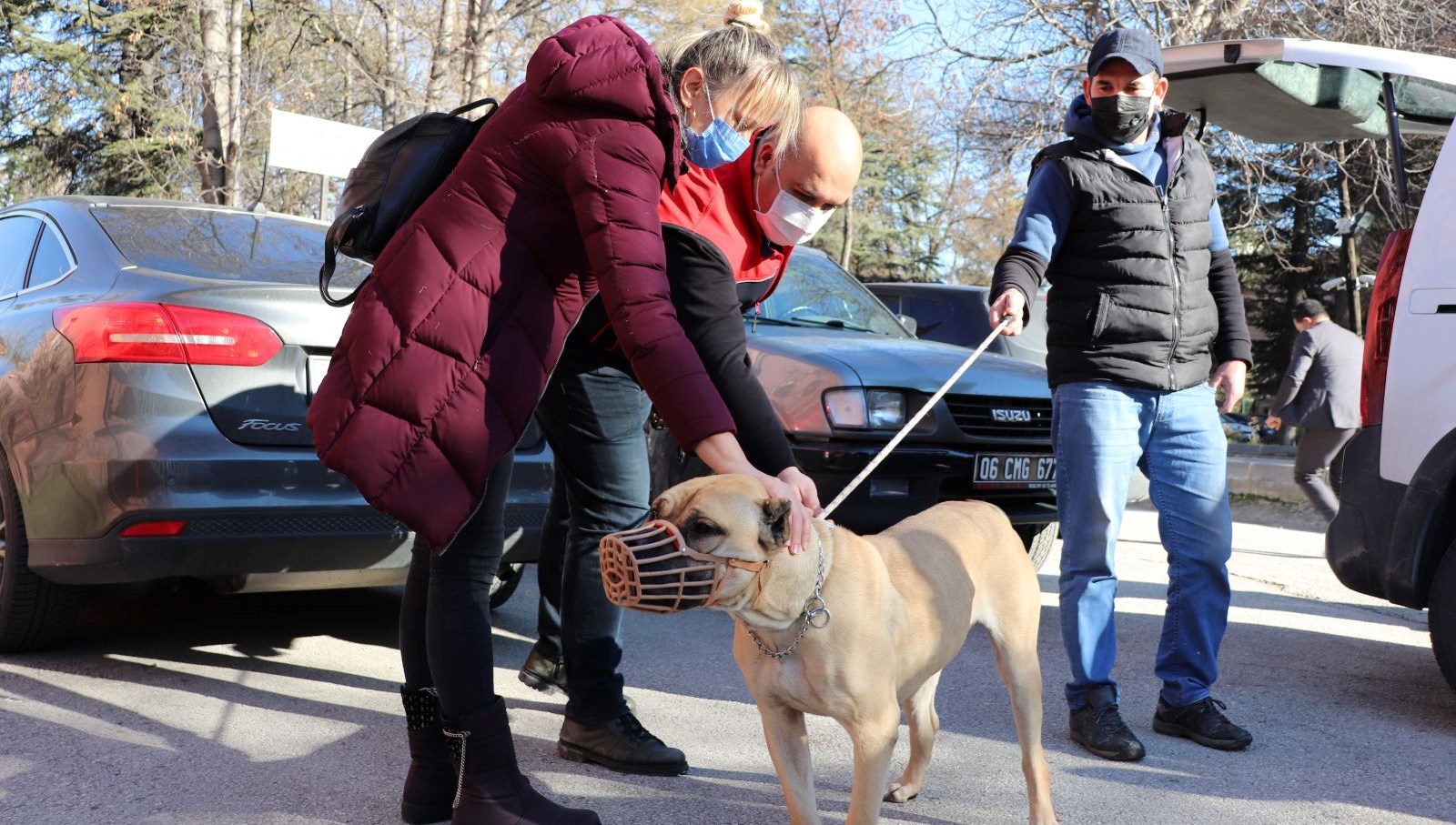 Başkent'te bin 500’ün üzerinde yasaklı köpek kayıt altına altındı