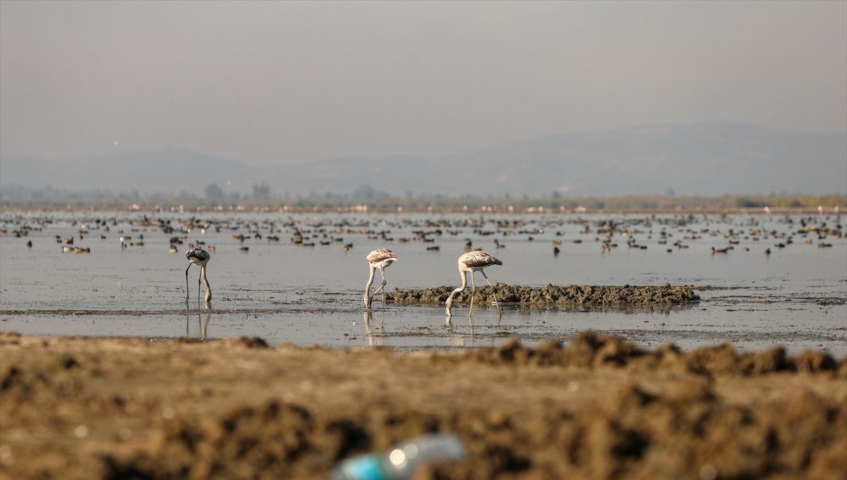 Kuş cenneti Bafa Gölü'nde korkutan görüntü