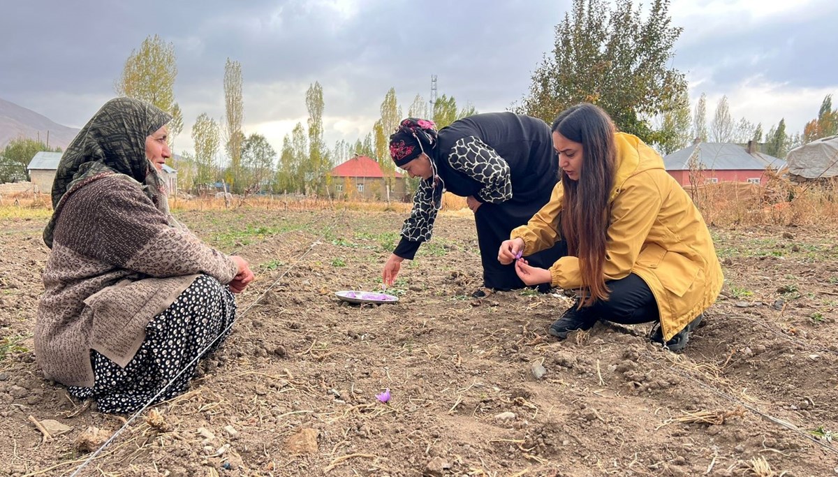 Dünyanın en pahalısı, kilosu 600 bin TL: 6 yıl önce deneme amaçlı ekilmişti