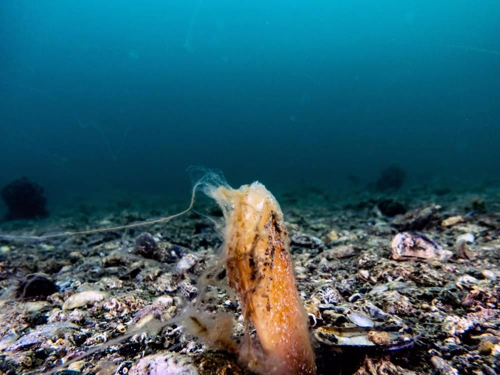 Marmara Denizi’nin dibinden endişelendiren
görüntü: İlkbahar ve yaz ayları için uyarı - 1