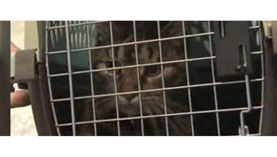 Kafesten kaçan kedi uçağı birbirine kattı Magazin Haberleri NTV