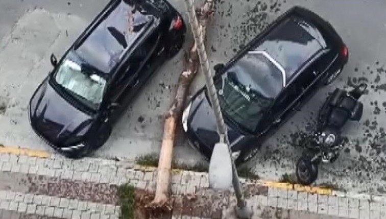 Otomobillerin üzerine ağaç devrildi