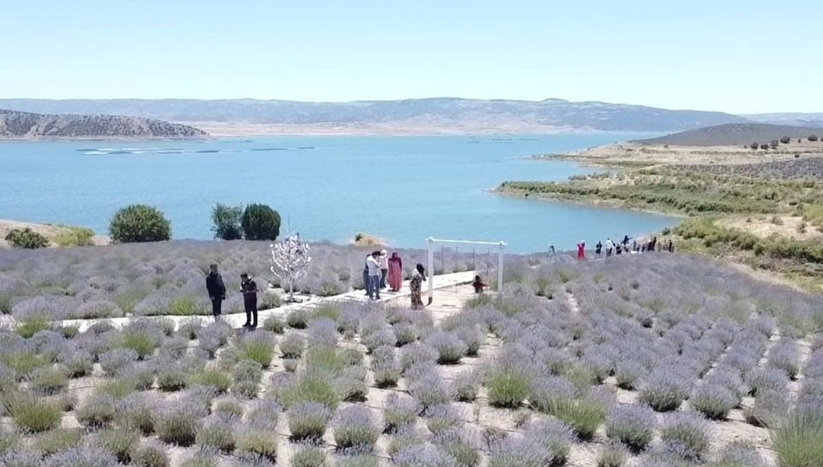 Lavanta adası ziyaretçilere kapılarını açtı! Bozkır adeta mora boyandı