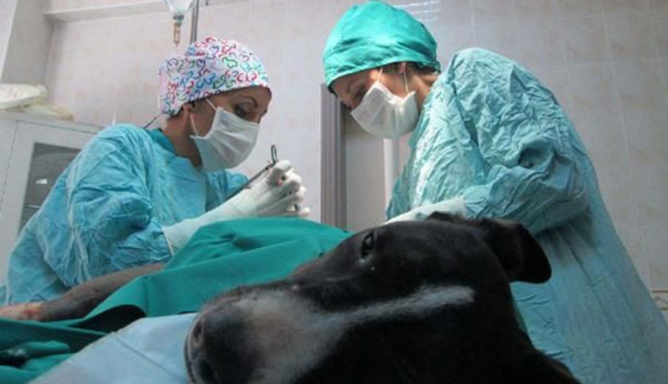 Yaralı köpek hayata ameliyatla tutundu - 1