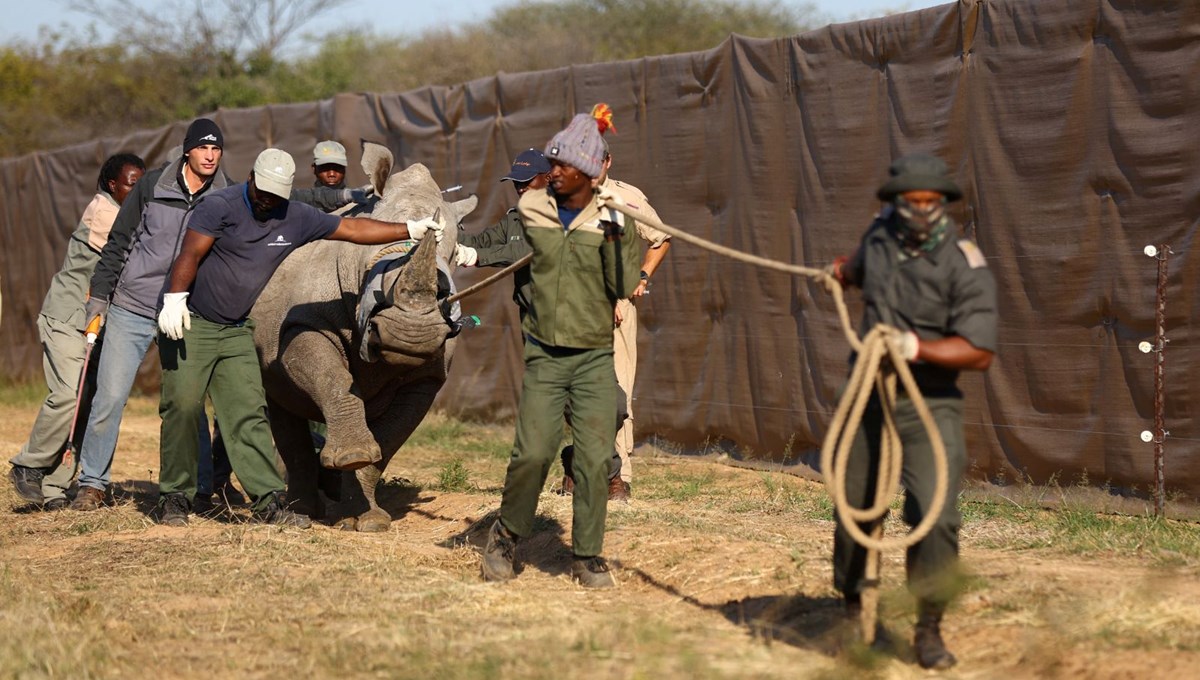 Mozambik, 40 yıl sonra beyaz gergedanlara kavuştu