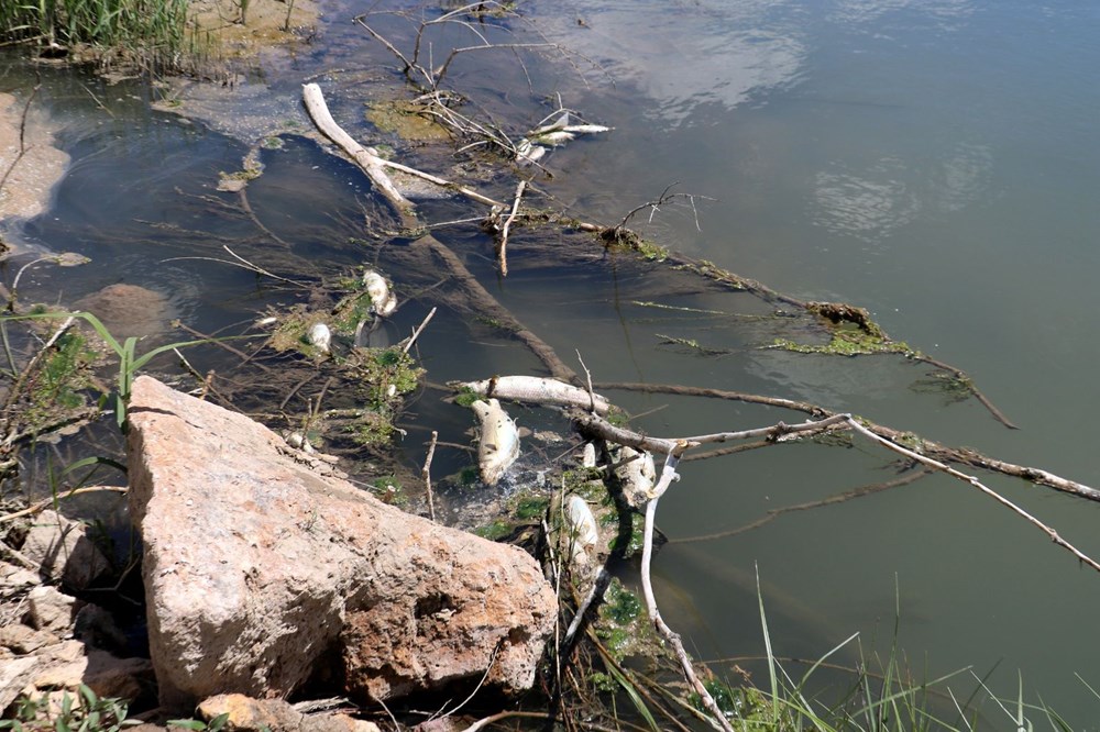 Türkiye’nin en uzun nehri Kızılırmak'ta toplu balık ölümleri - 4