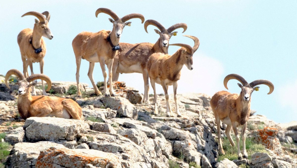 Anadolu yaban koyununu avlama bedeli 675 bin TL Anadolu yaban koyununu avlama bedeli 675 bin TL