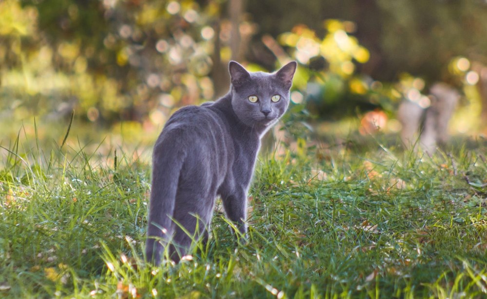 Araştırma: Bütün kedi ırkları içerisinde en saldırganı Vankedisi - 4
