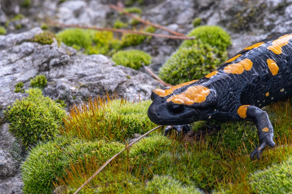 Nesli tehdit alt�ndaki "lekeli semender" Adana'da g�r�nt�lendi