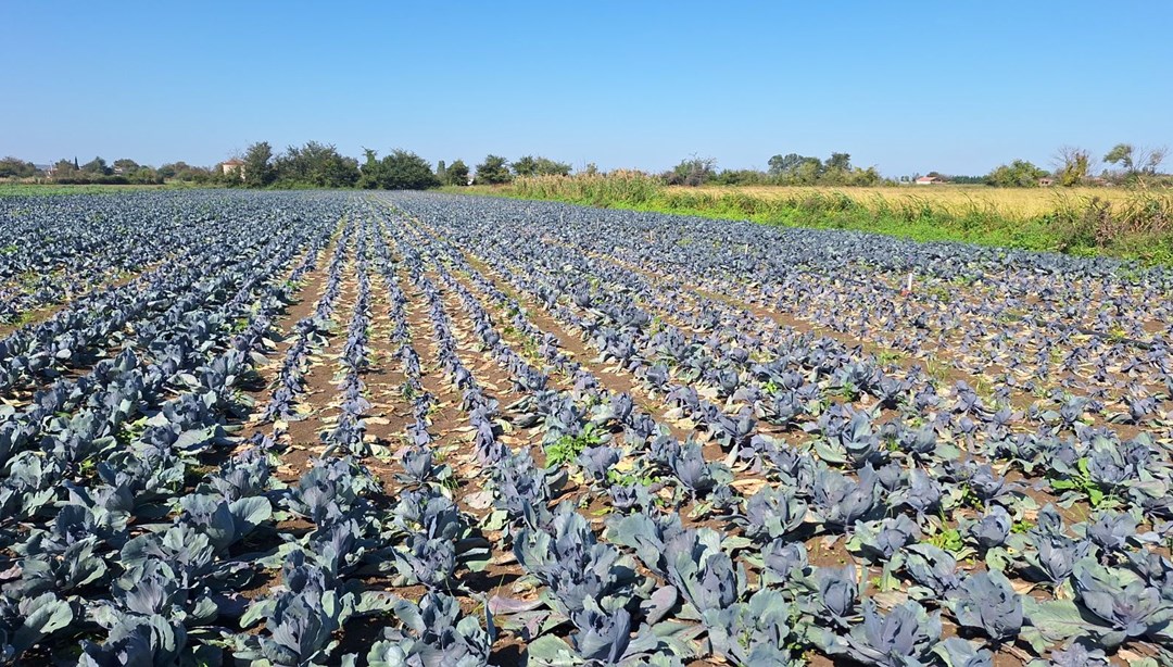 130 bin dekar alana kışlık sebze ekimi