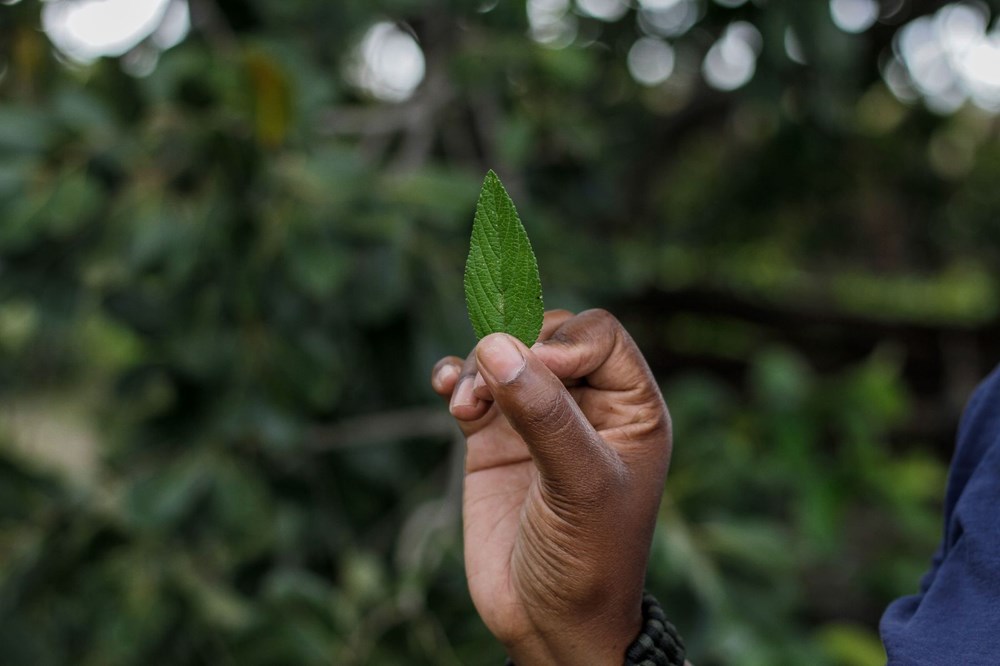 The plant that the African country hopes for, Zumbani: We would be dead if we didn't use it - 3
