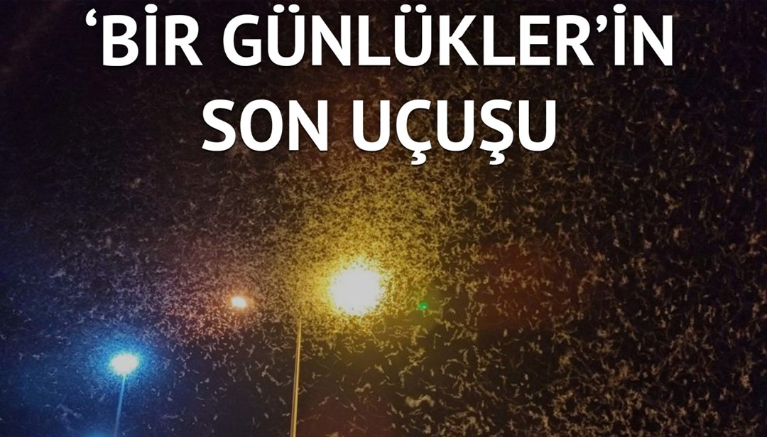 Beyaz sineklerin ölüm dansı