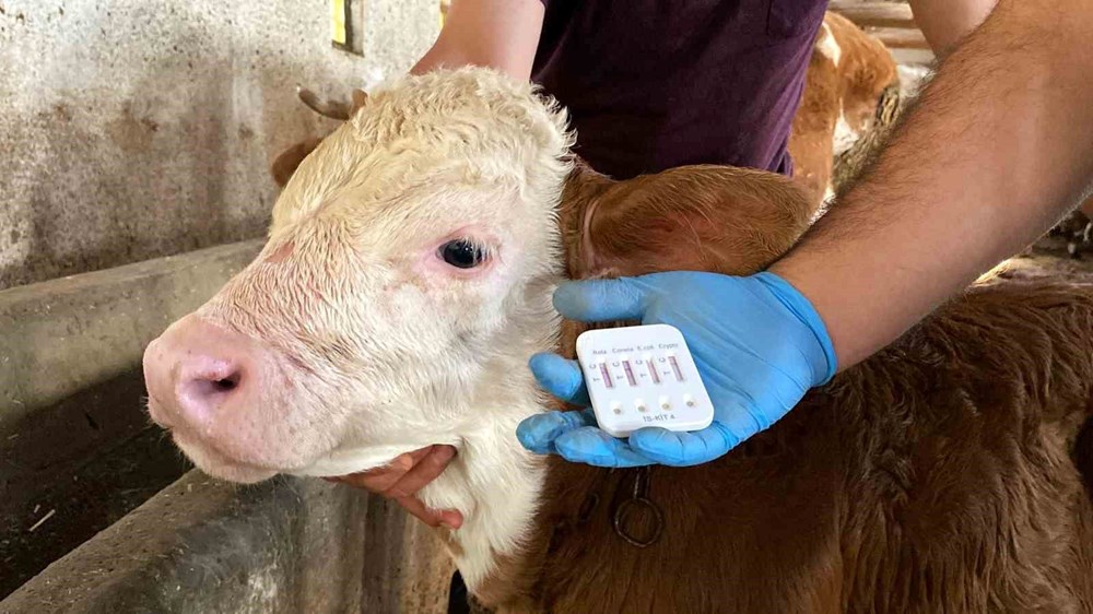 Buzağı desteklemeleri yattı mı? 2. dönem buzağı desteği başvuru tarihleri: Buzağı yardımı şartları neler? - 4
