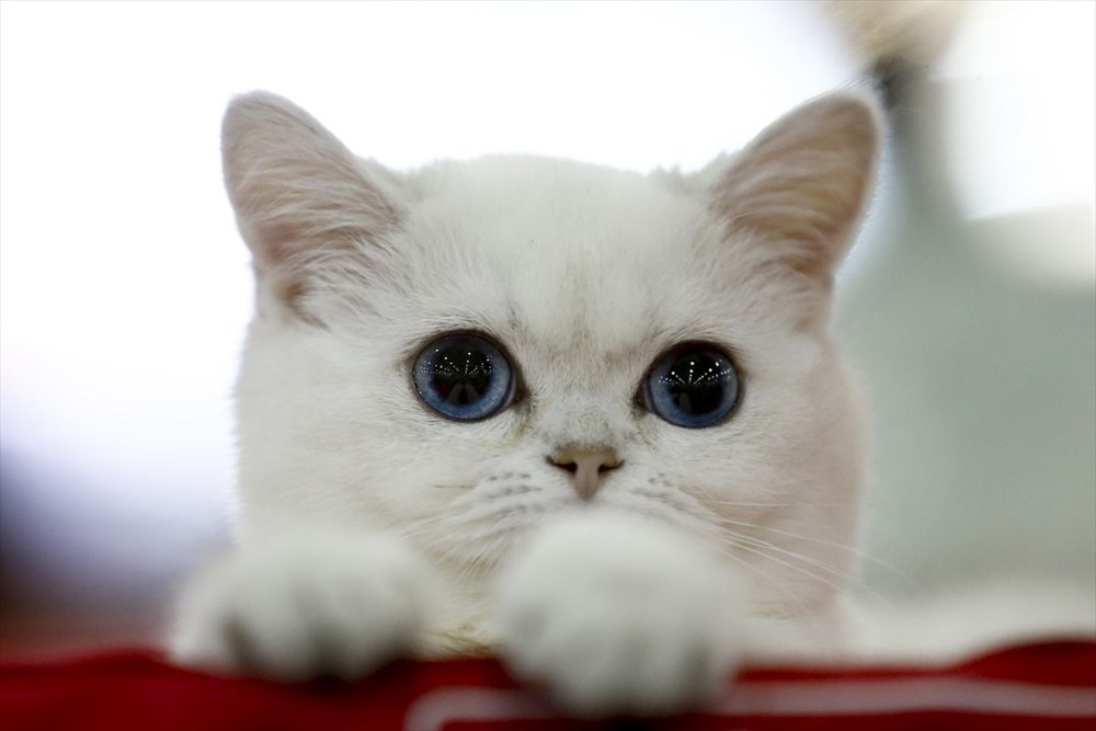 Kedi fuarından renkli fotoğraflar (Catsburg) Magazin Haberleri NTV