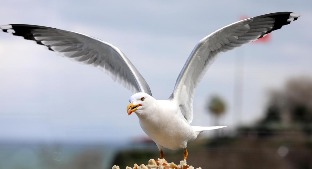 Martı popülasyonu anormal seviyelere ulaştı: Ötücü kuşların sayısını azalttılar - 2