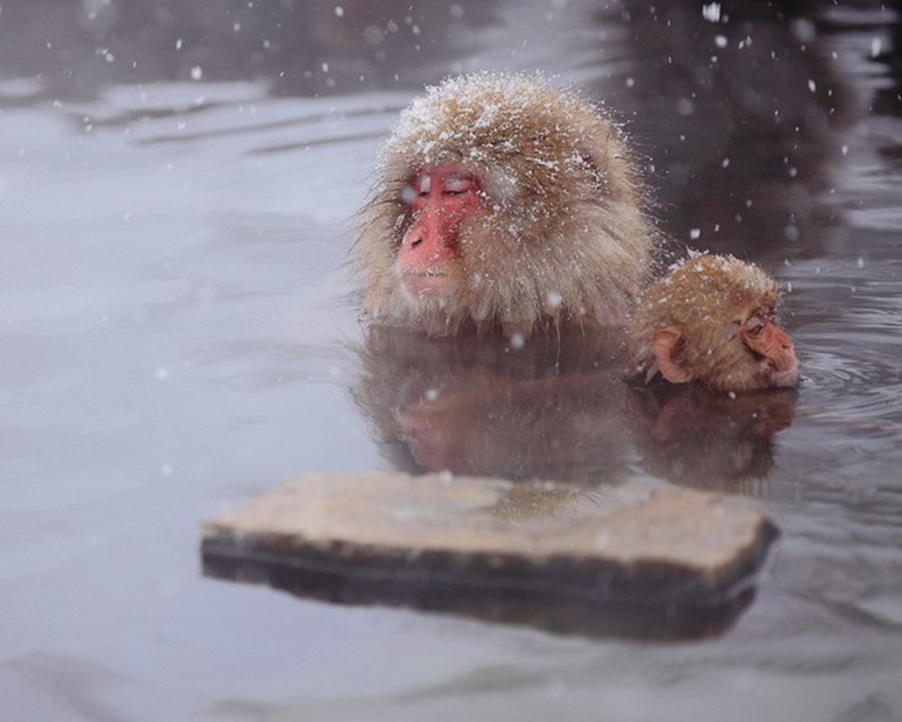 Купание обезьяны в теплой хоккей. Японские макаки в долине Джигокудани. Макаки в горячих источниках в Японии. Обезьянки в горячих источниках. Обезьяны в термальных источниках.