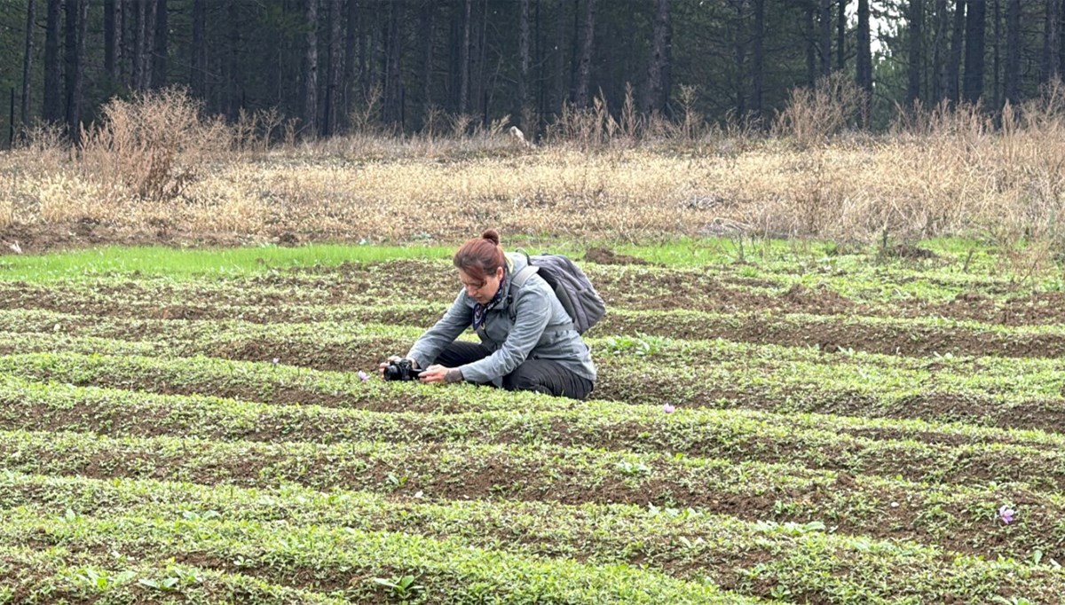 Dünyanın en pahalı baharatı... Karabük'te hasat başladı: Kilosu 600 bin lira