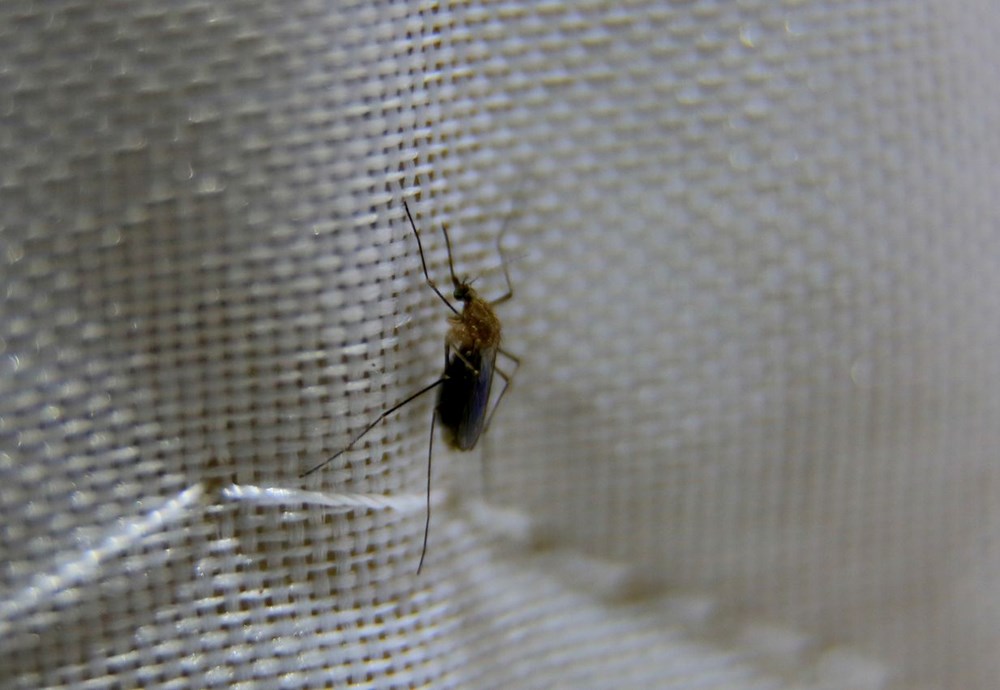 Araştırma: Sivrisinekleri hangi renkler çekiyor? - 4
