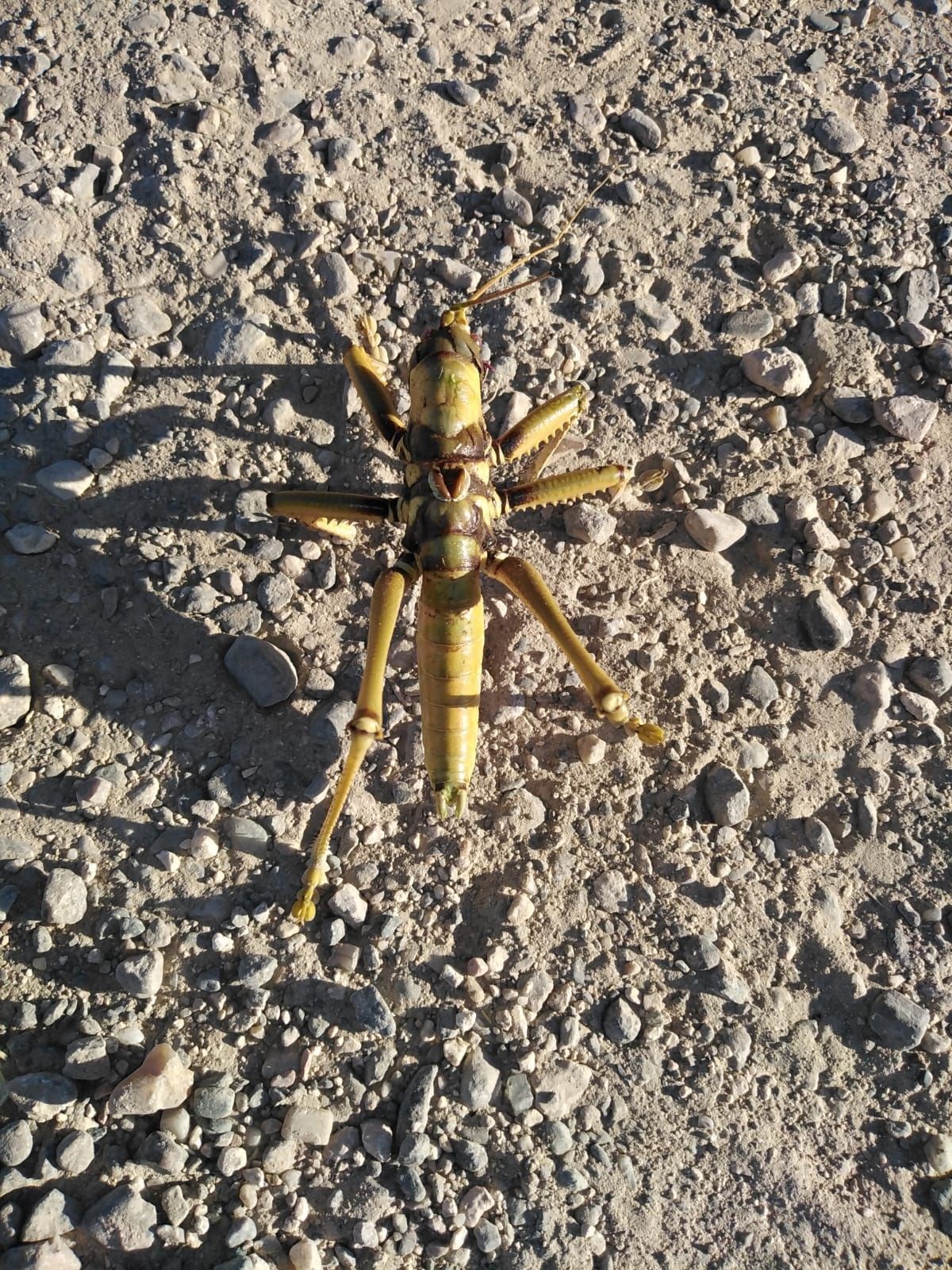 15 santimetre boyunda et�il �ekirge