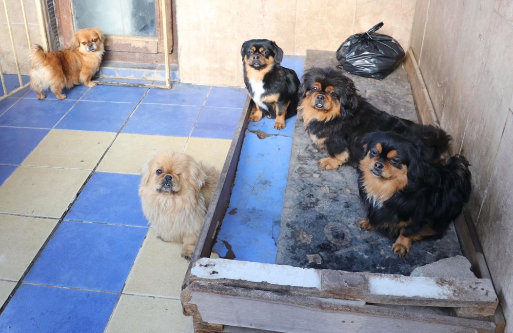 Ankara'da 'medyum'un evine baskın: 20 köpek ve 16 kediye el konuldu - 3