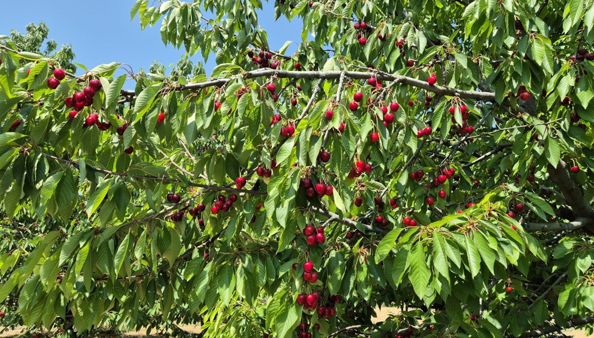Tarlada fiyatı 250 TL: 3 bin ton hasat edildi