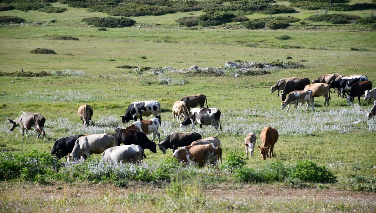 Asırlardır en büyük geçim kaynağı: Eşsiz doğa manzarasına sahip