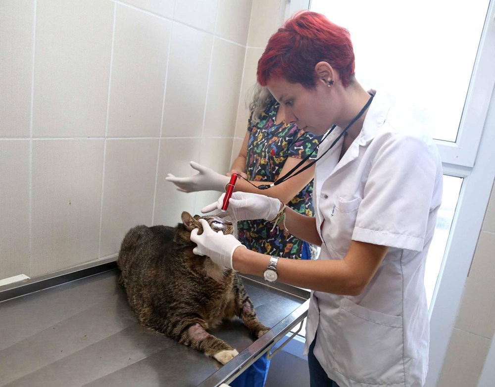 Obez kedi �Taci� diyete başlatıldı NTV