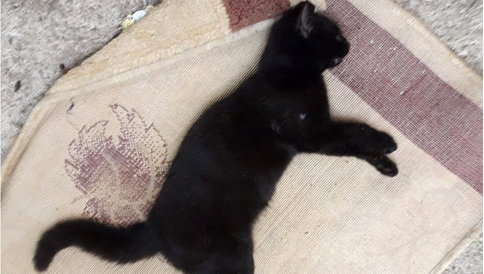 kemer de 17 kedi ve 3 tavuk