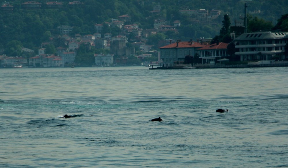 İstanbul Boğazı'nda yunuslardan görsel şölen - 1